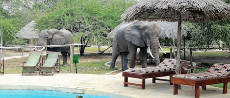 Outdoor pool, pool loungers