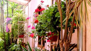 A lush indoor garden with various plants and flowers, including red geraniums, against a pink wall with a window and a door. - Pousada Pedra Rosa (Florianópolis)