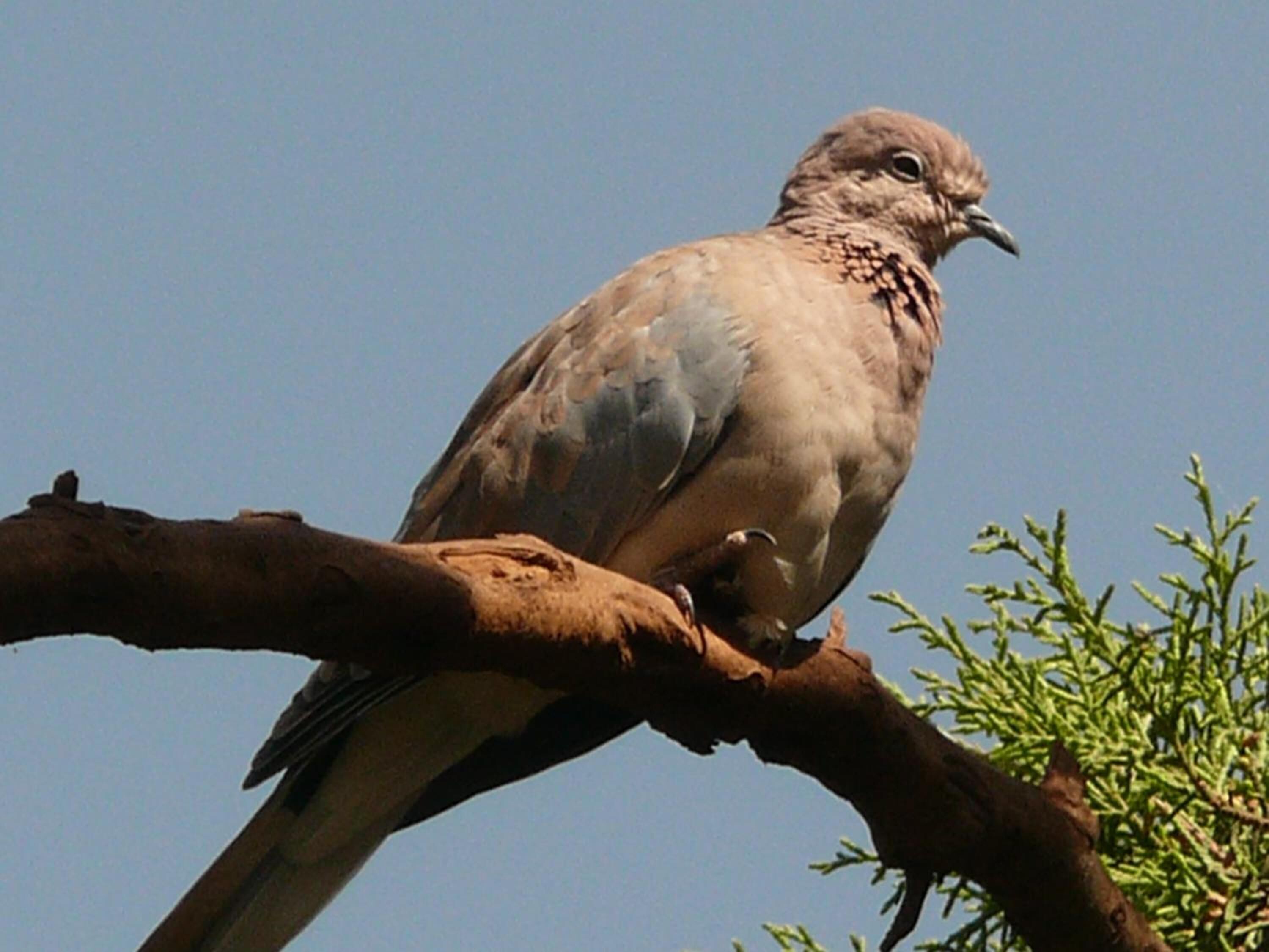 Un oiseau était perché sur une branche.