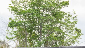 A brick building with a sloped roof, a wooden pergola, and a large tree in the background. - Albert Court Motor Lodge (Hamilton)