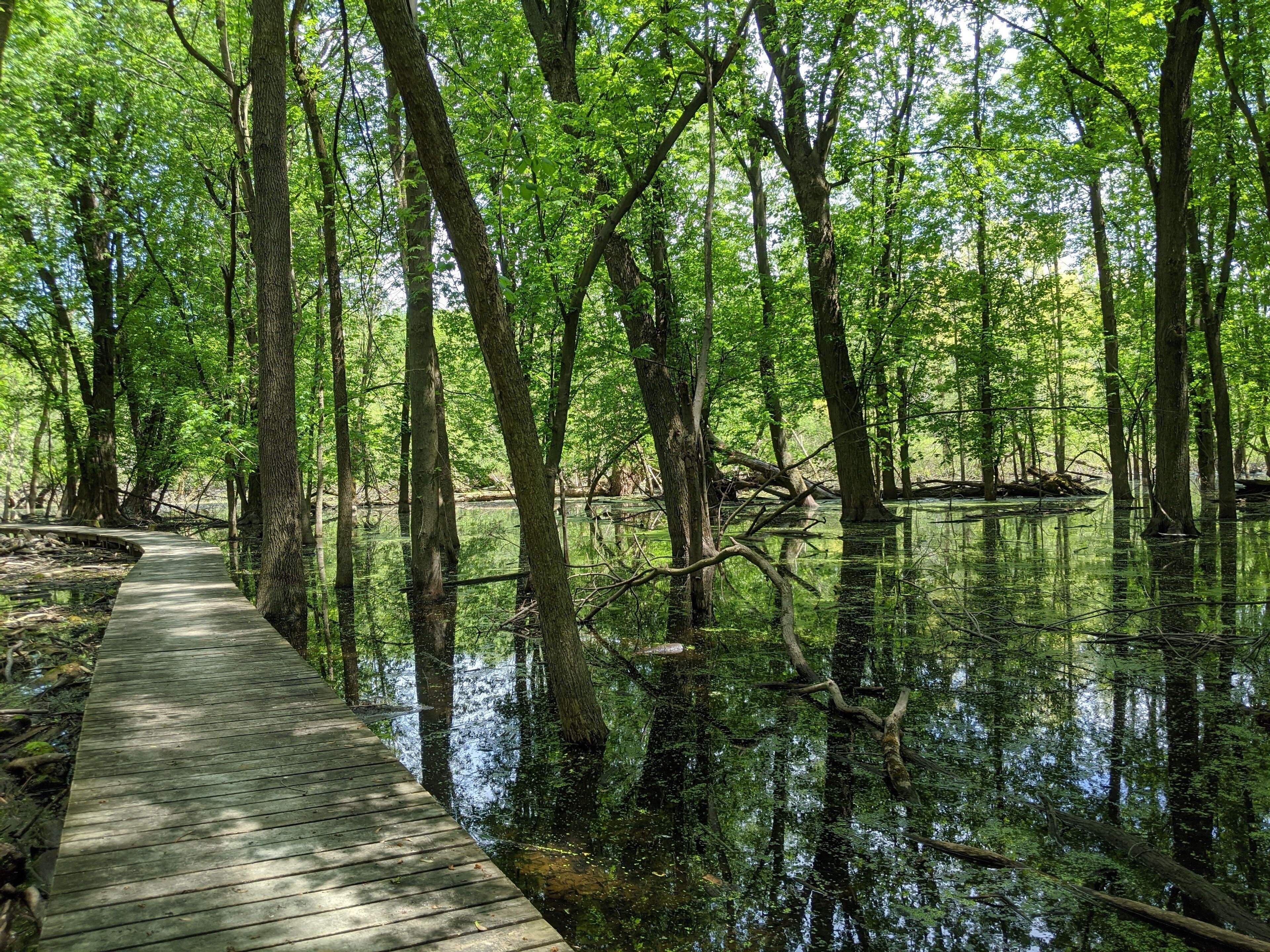 Una pasarela de madera atraviesa un área boscosa con agua a ambos lados.