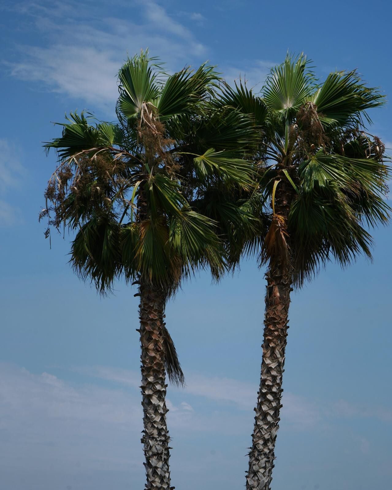 Two tall palm trees with green fronds against a clear blue sky.