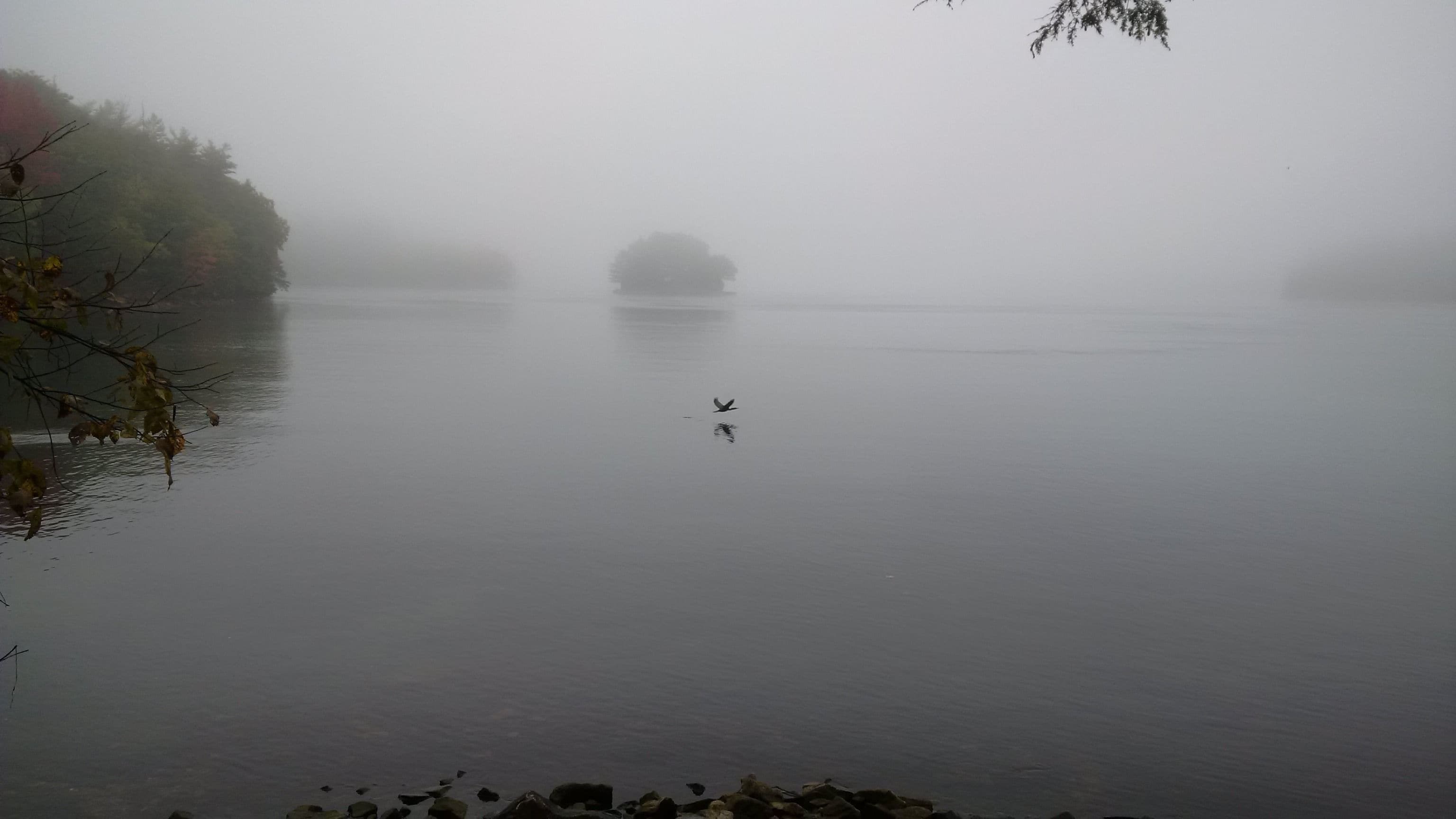 A foggy lake with a bird flying over the water.