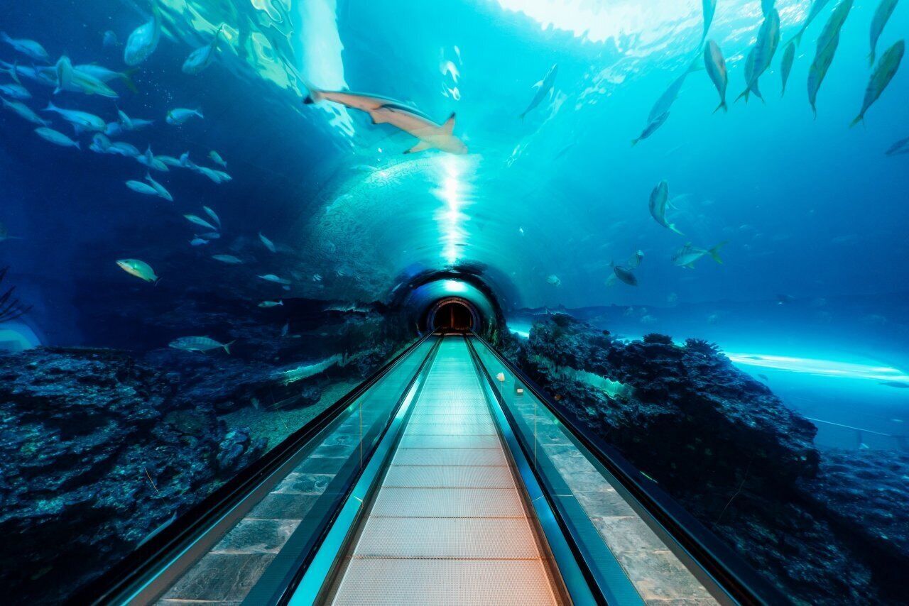 An underwater tunnel with a glass walkway, surrounded by marine life.