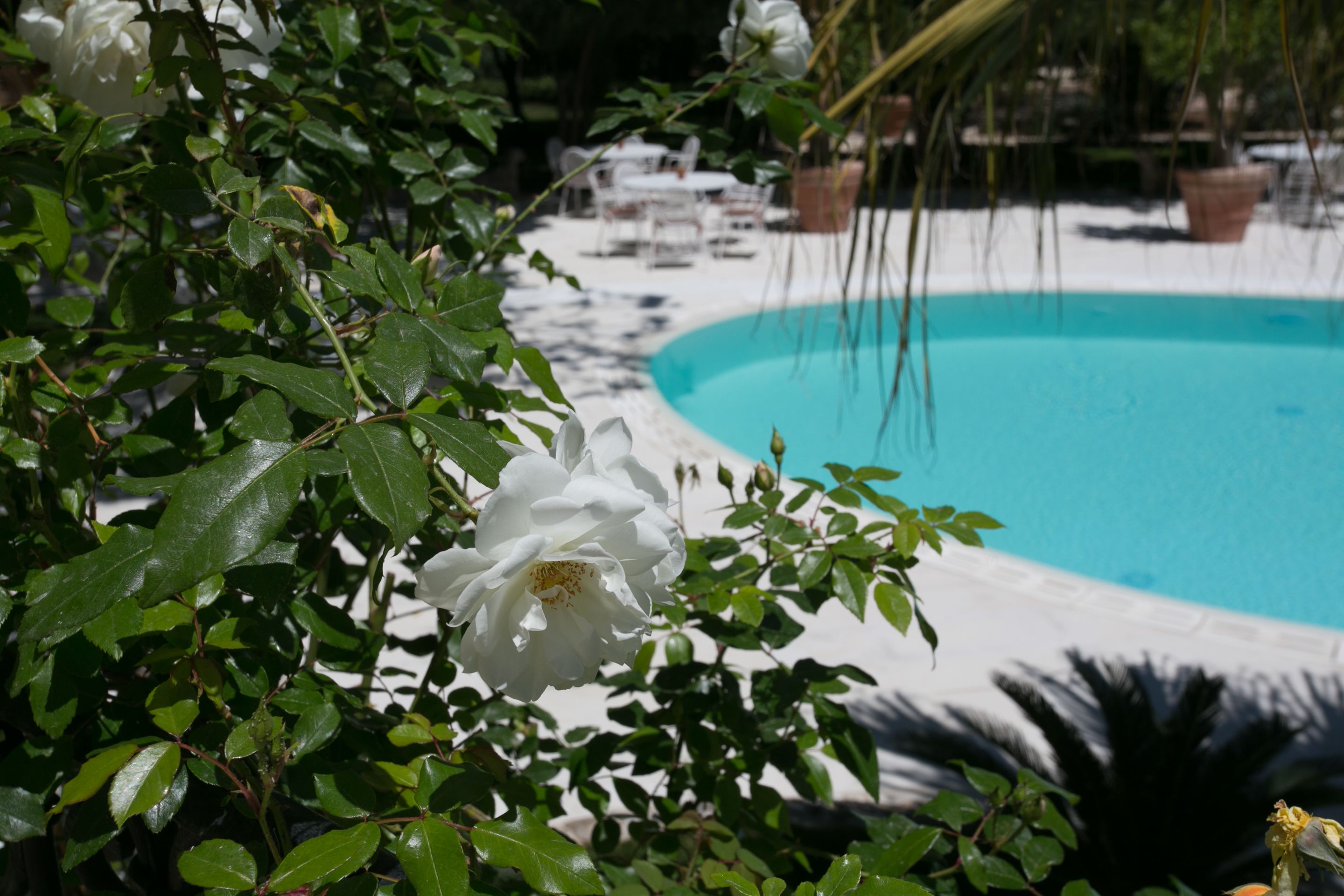 A pool surrounded by lush greenery and white flowers.