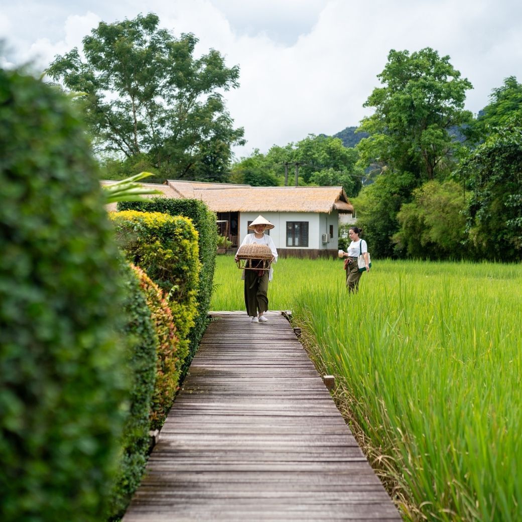 A wooden pathway leading to a house with a thatched roof, surrounded by lush greenery and rice fields.