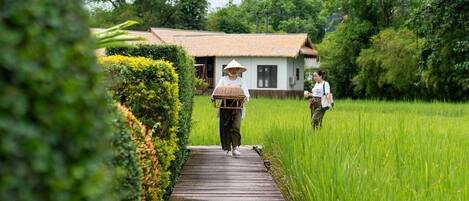A wooden pathway leading to a house with a thatched roof, surrounded by lush greenery and rice fields.