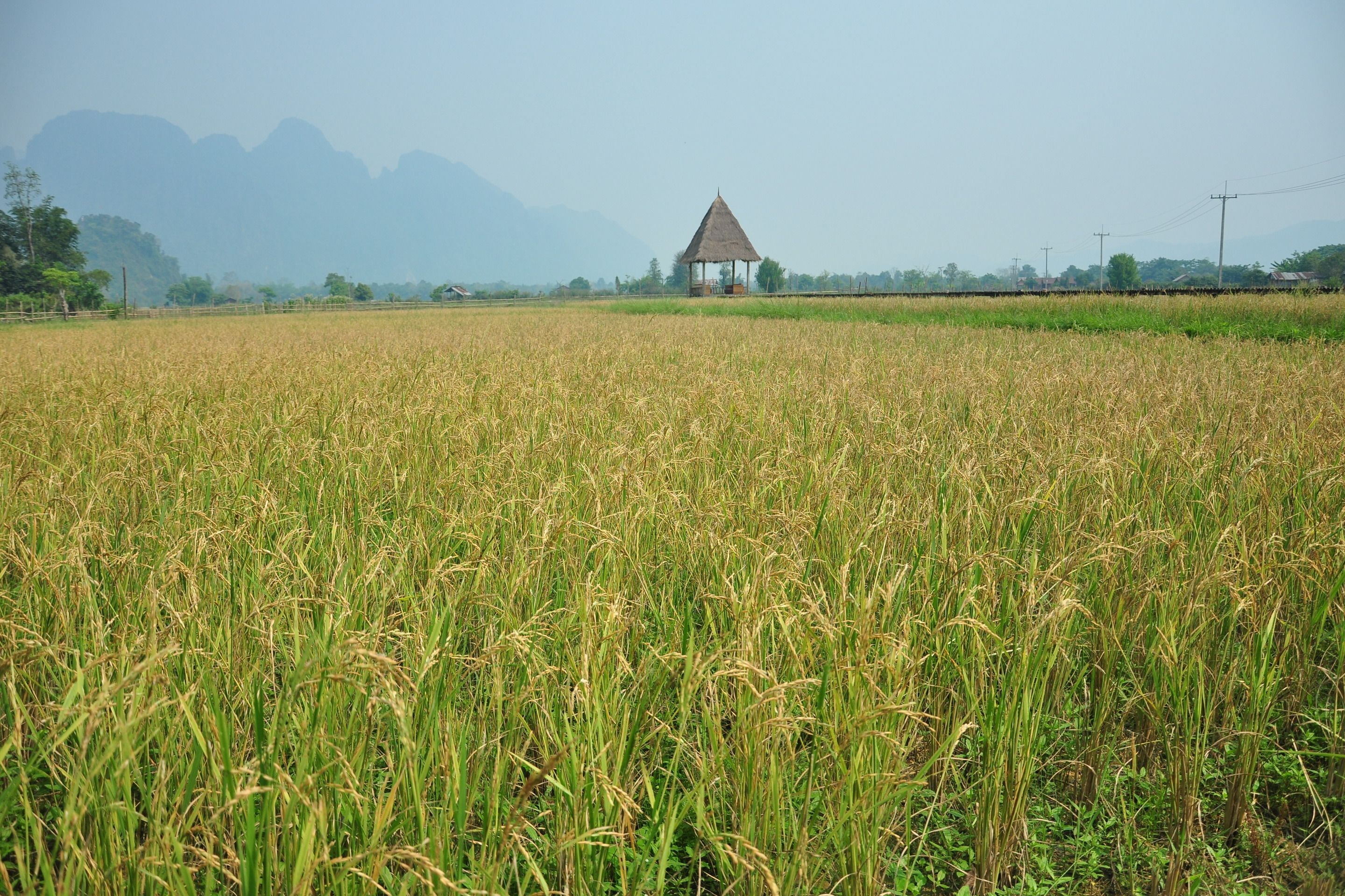 A rural landscape with a thatched-roof hut in a field of crops.