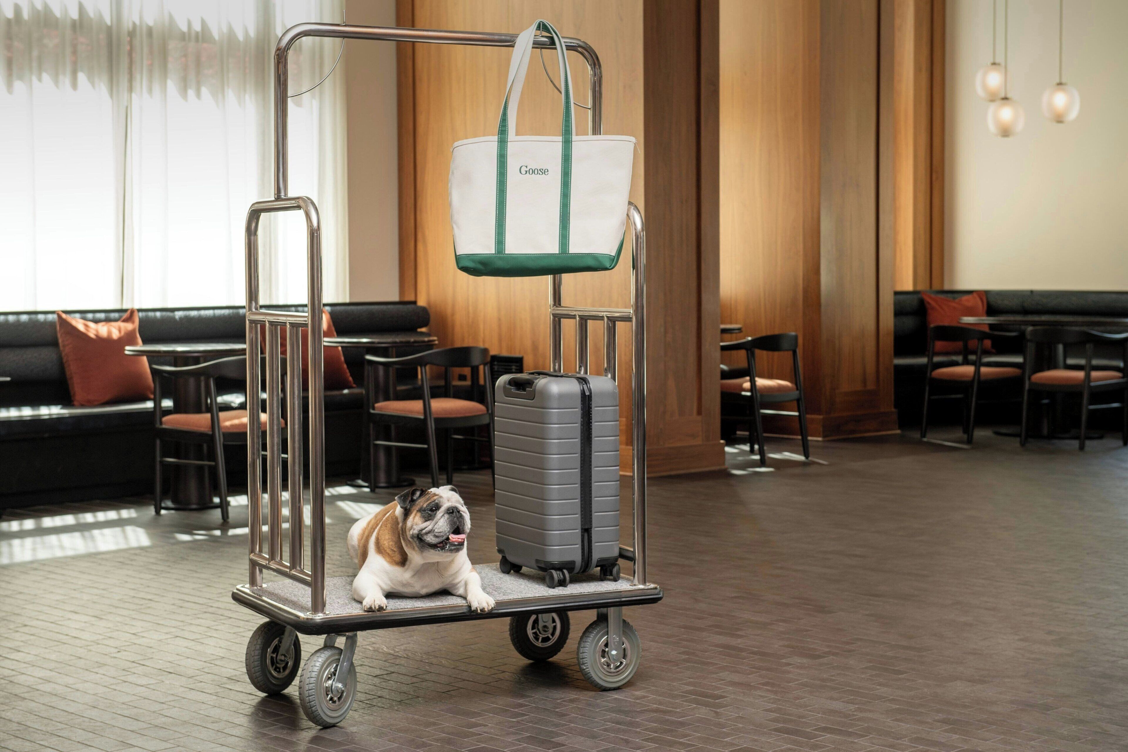 Un cane sdraiato su un carrello bagagli in un atrio d'albergo con posti a sedere e una parete in legno.