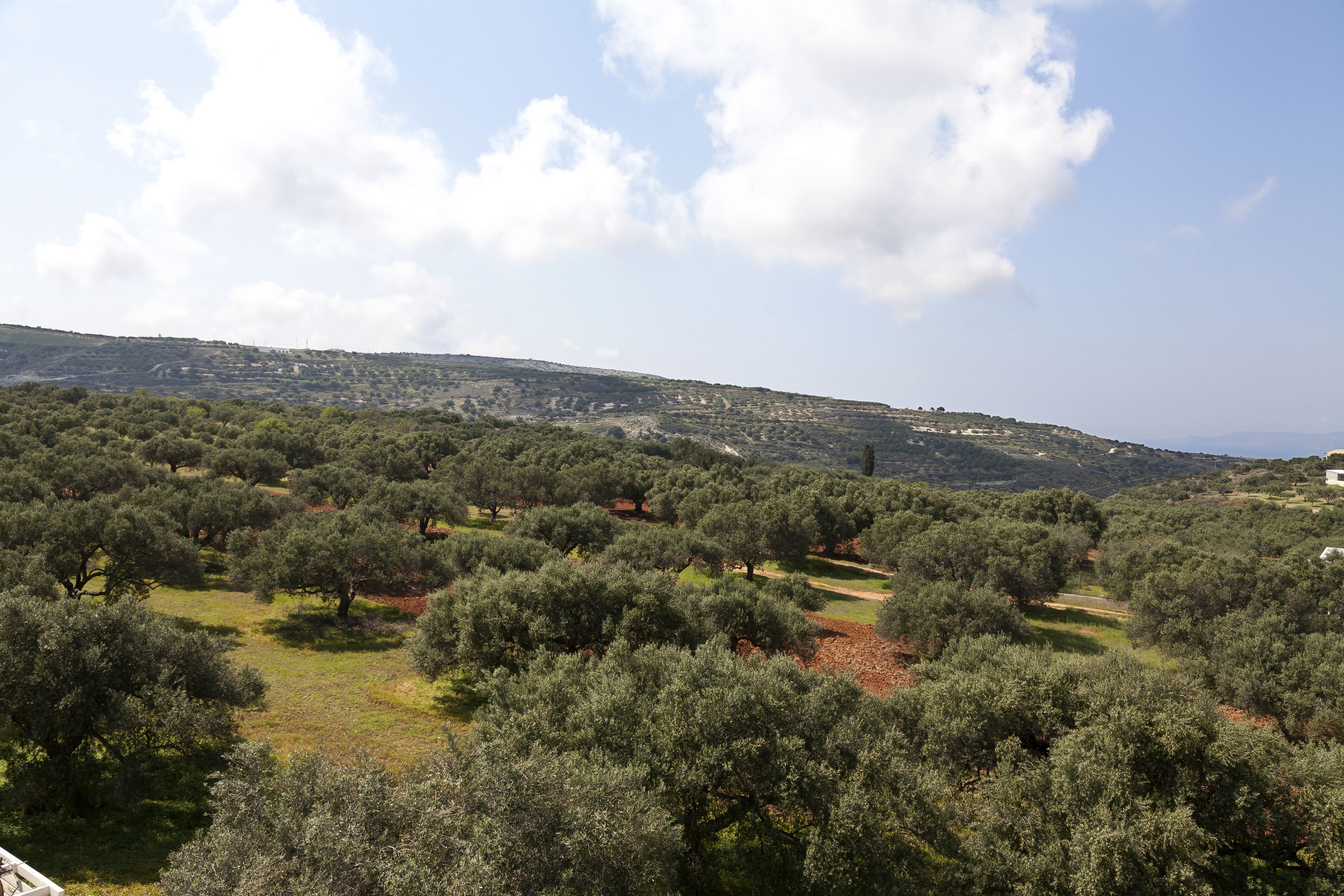 A landscape with olive groves and a hilly background.