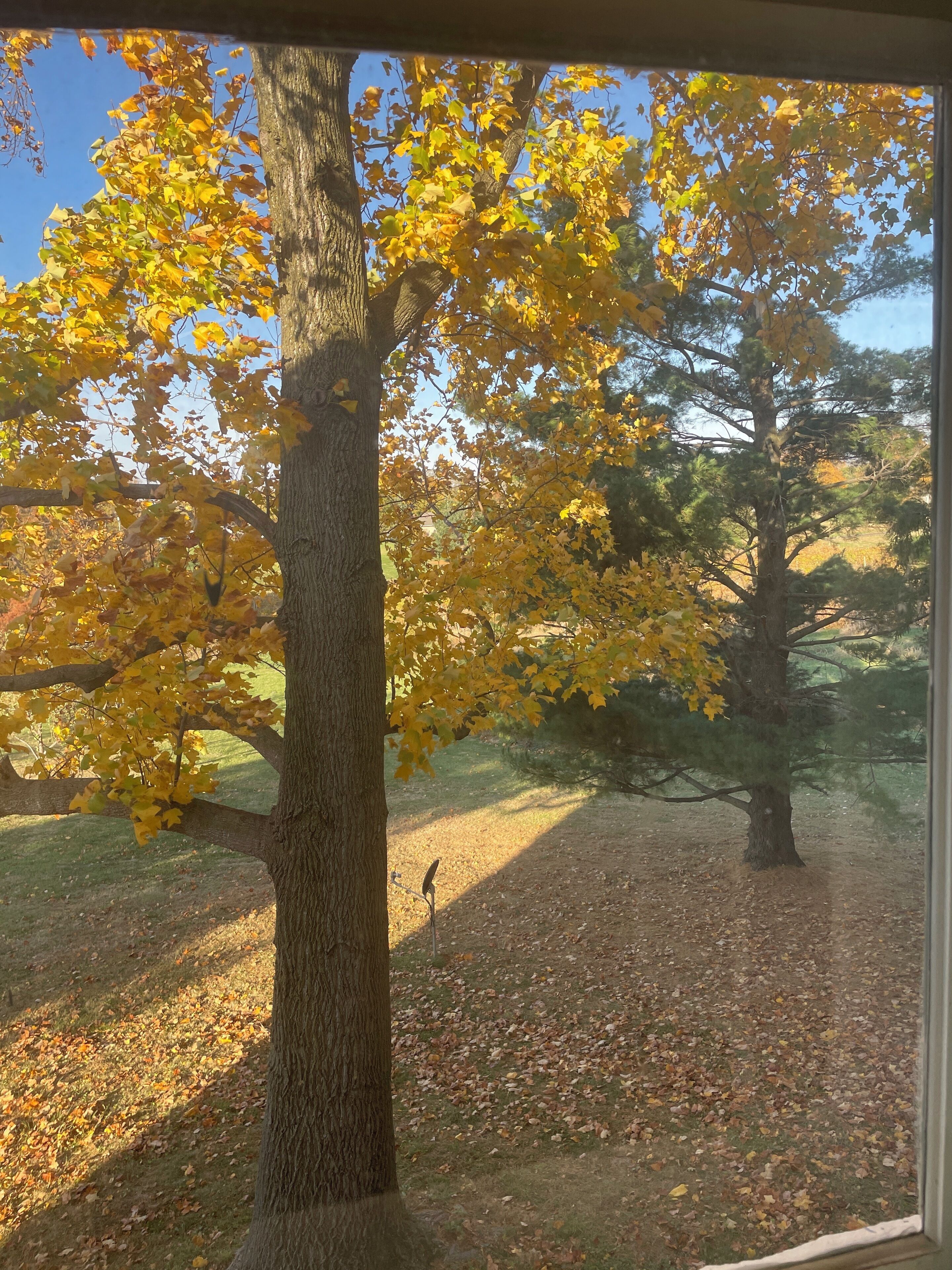 A tree with yellow leaves in a yard.