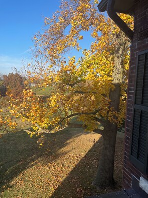 Camera (Emma's Aviary) | Vista dalla camera