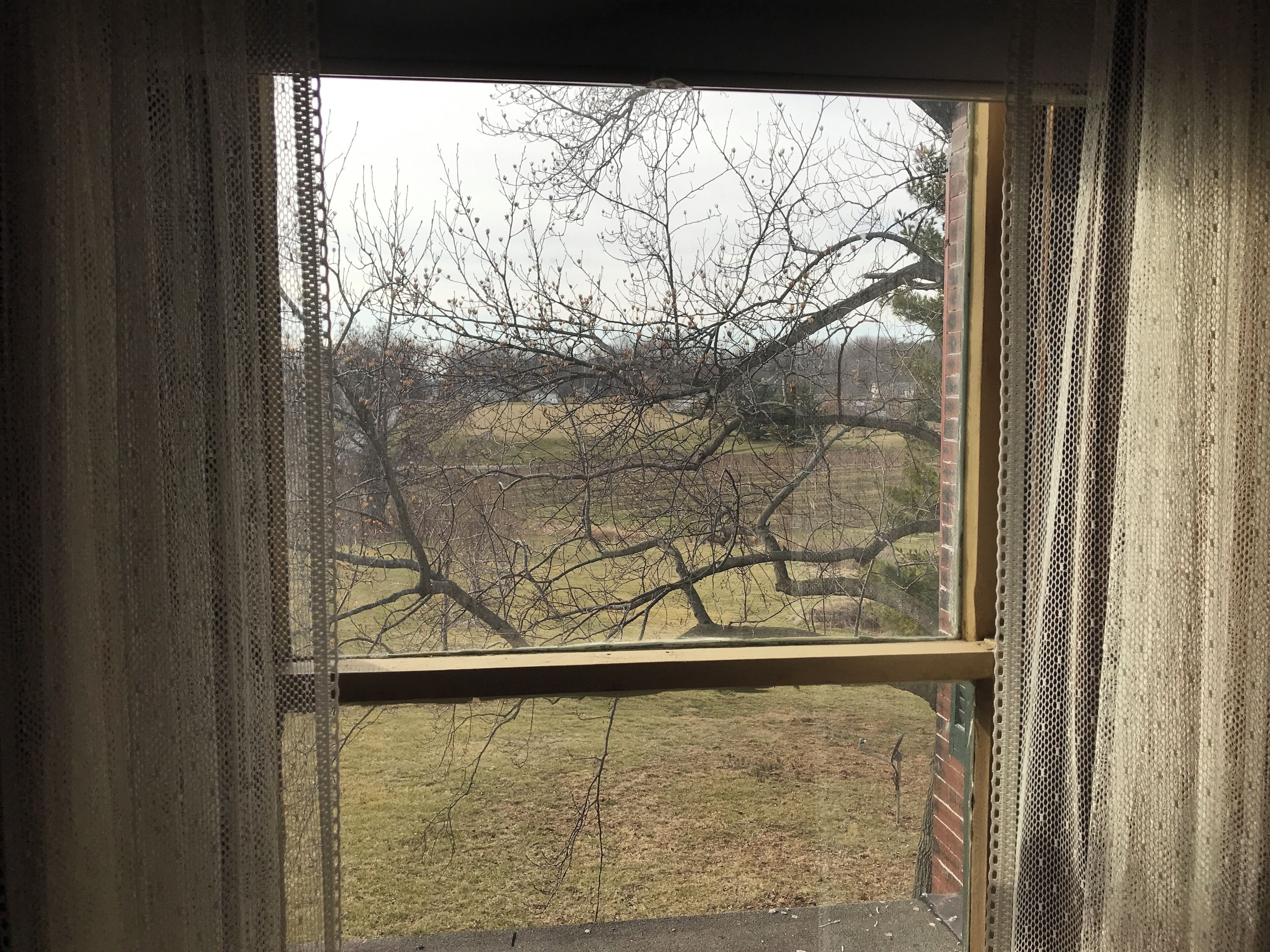 Una ventana con vista a un árbol desnudo y un campo cubierto de hierba.