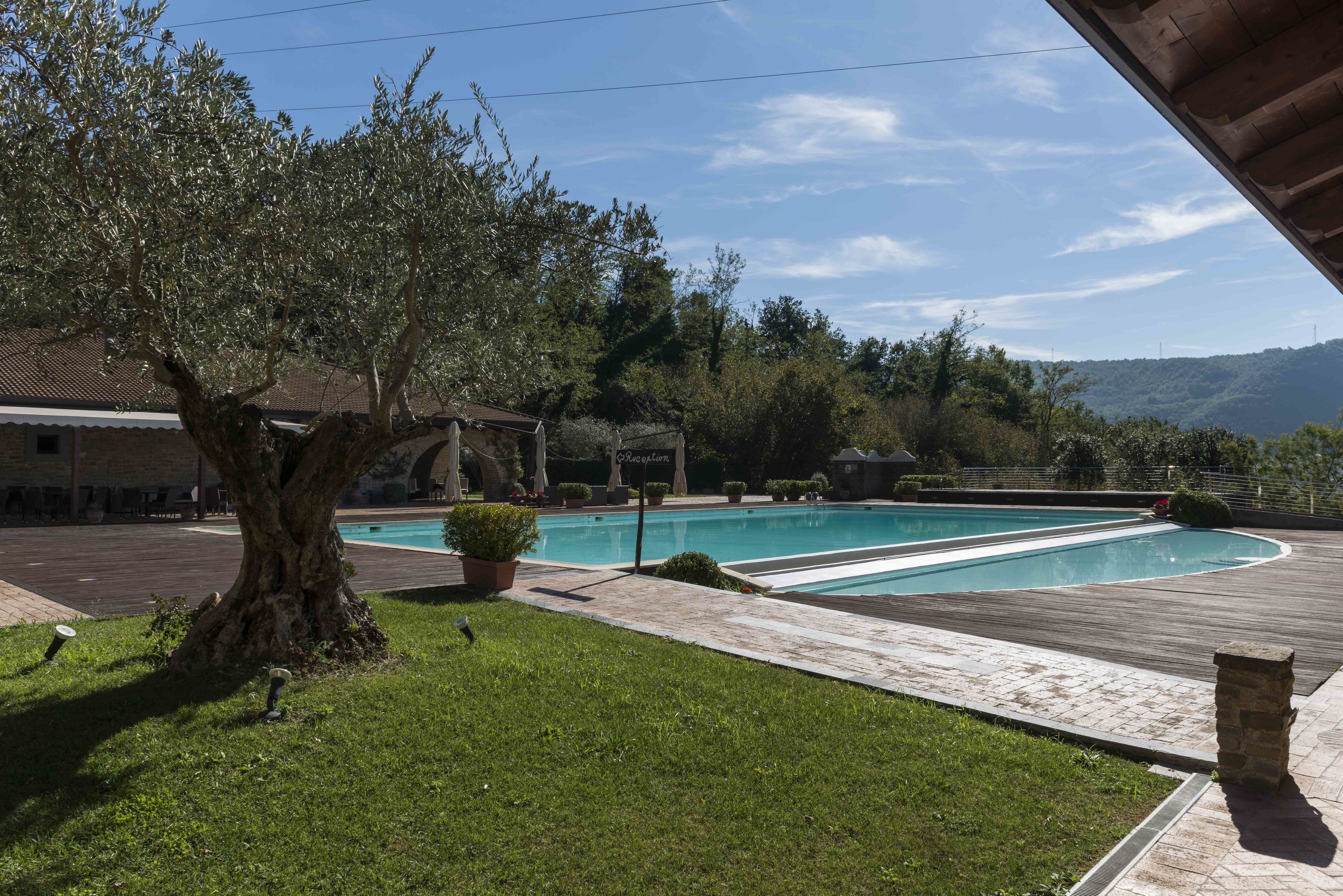 Una piscina con muelle de madera, rodeada de vegetación y un árbol grande.