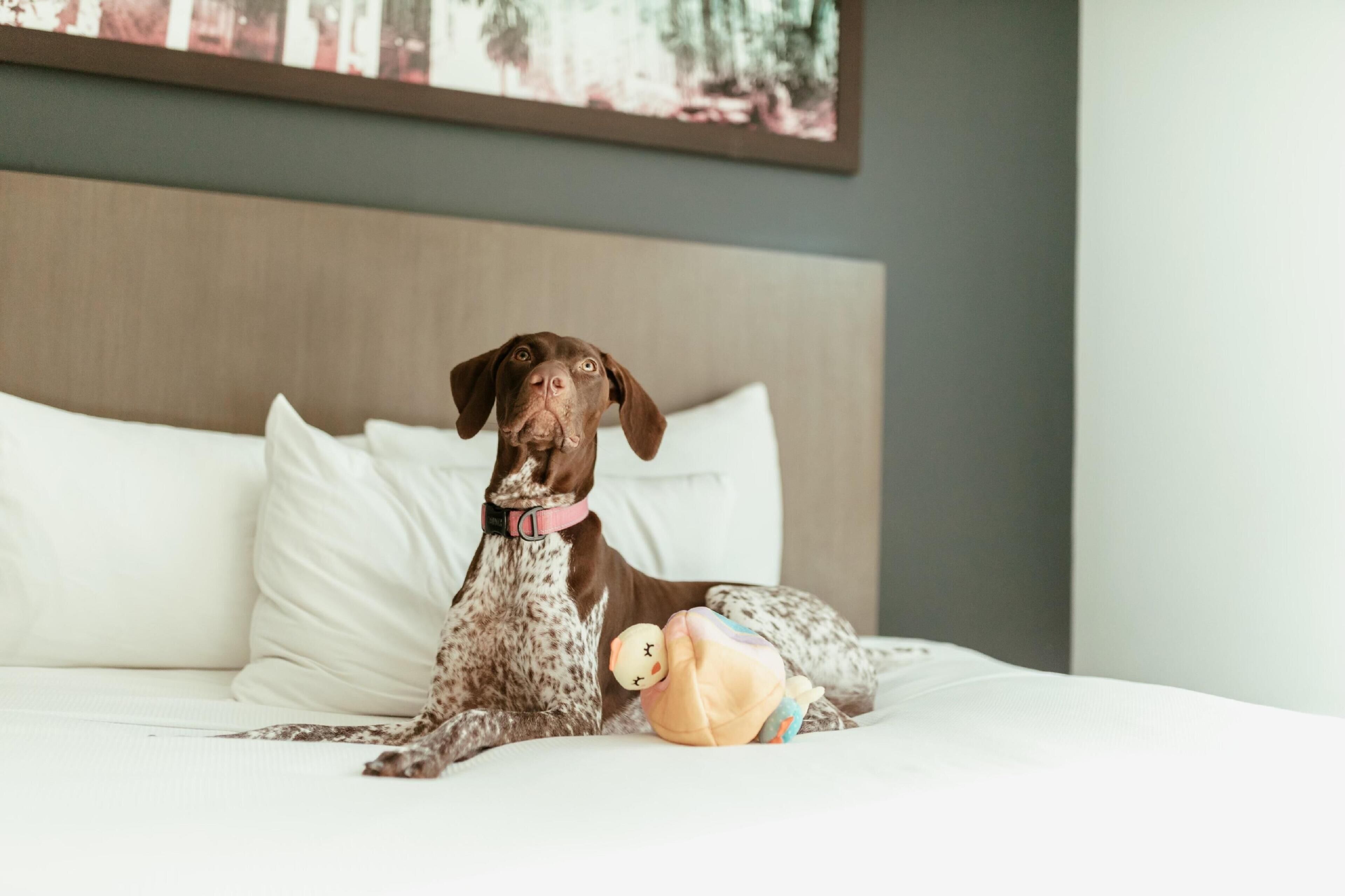 Un perro recostado sobre una cama con un peluche, una almohada y un cabecero.