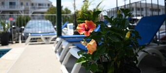 Grecian Gardens Motel