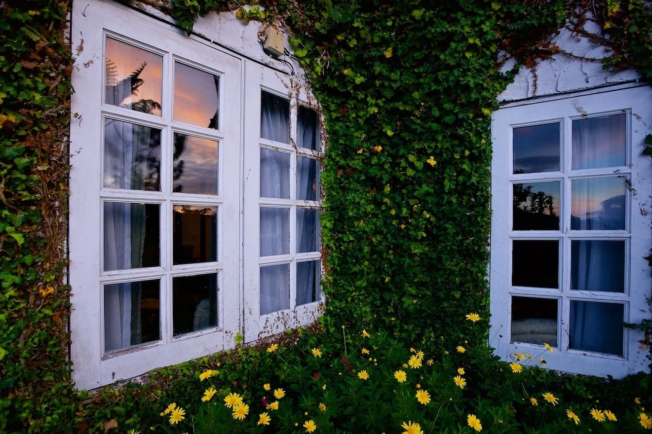 A building partially covered with ivy and surrounded by yellow flowers.