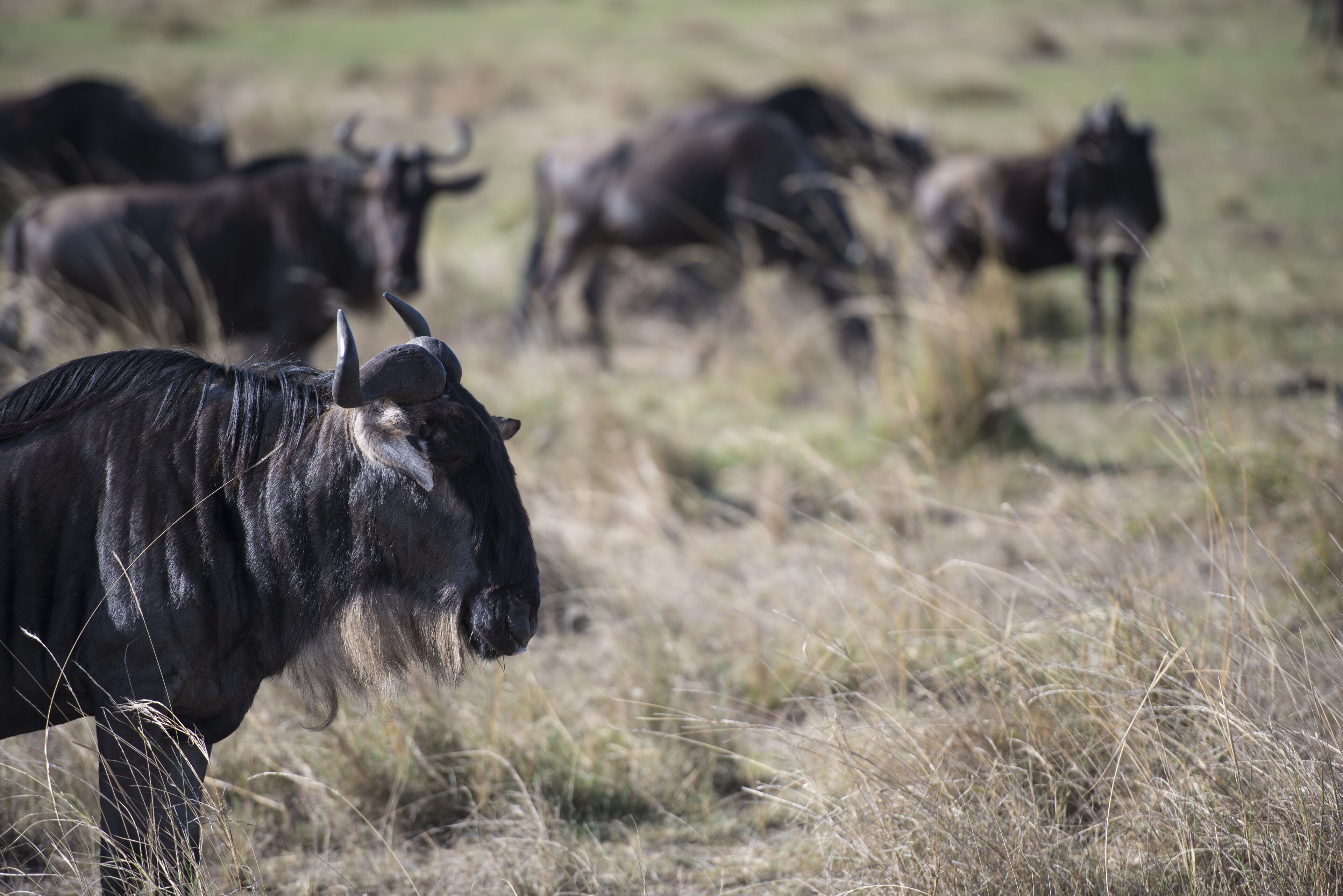 A group of wildebeests in a grassy field.