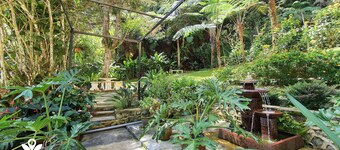 Arundina Cameron Highlands