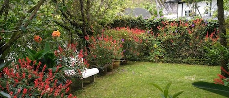 Un jardin luxuriant, avec une variété de plantes et de fleurs, une pelouse verdoyante et un banc.