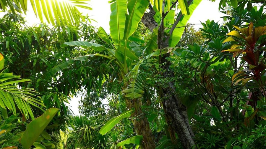 Ruen Kanok Thai House