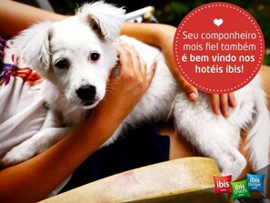 Pet-friendly