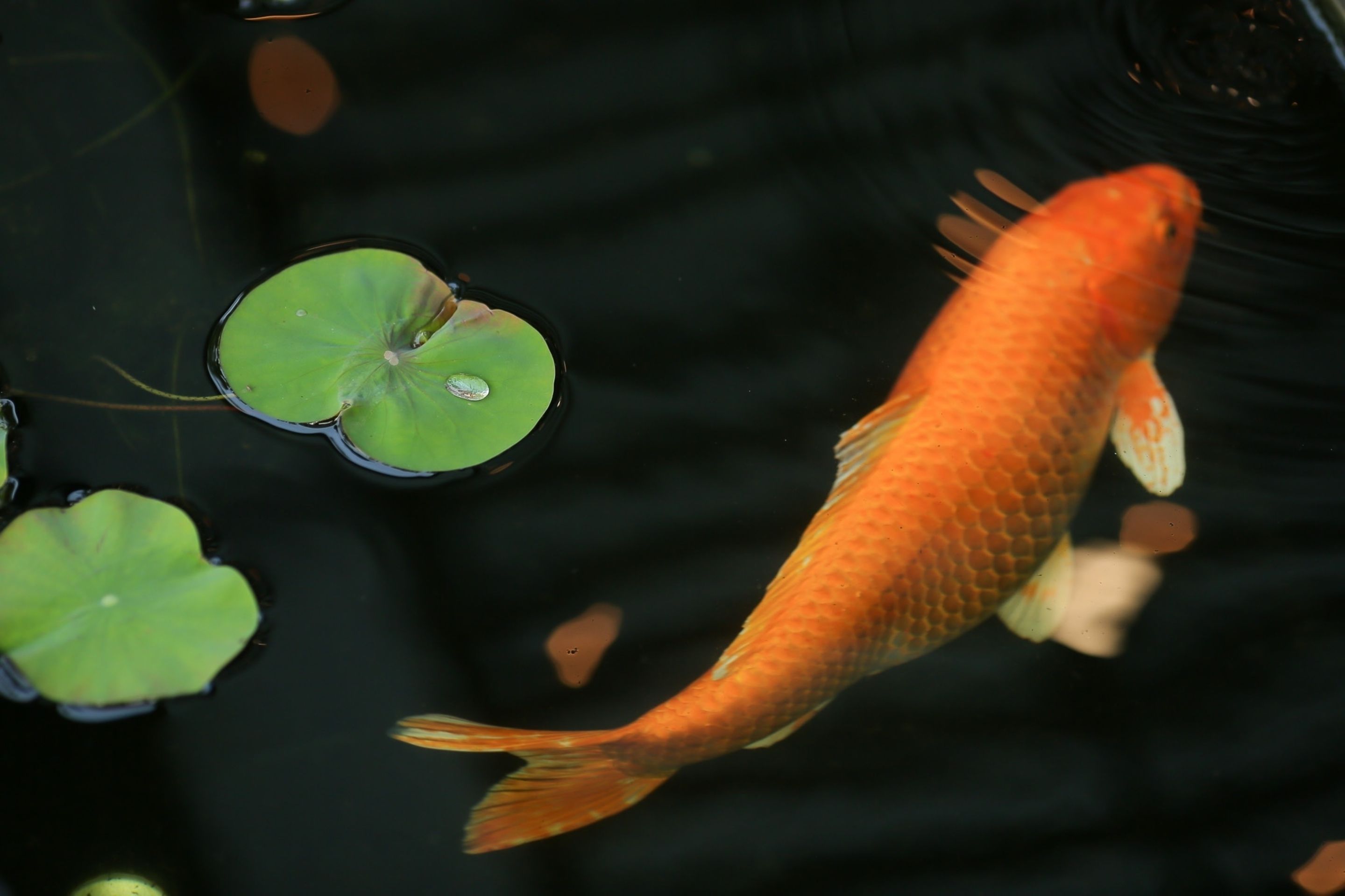 A goldfish swimming near lily pads in a pond.