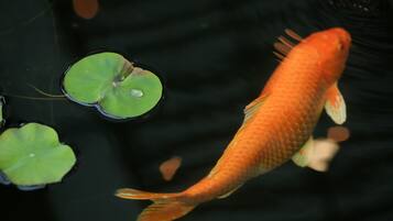 A goldfish swimming near lily pads in a pond.
