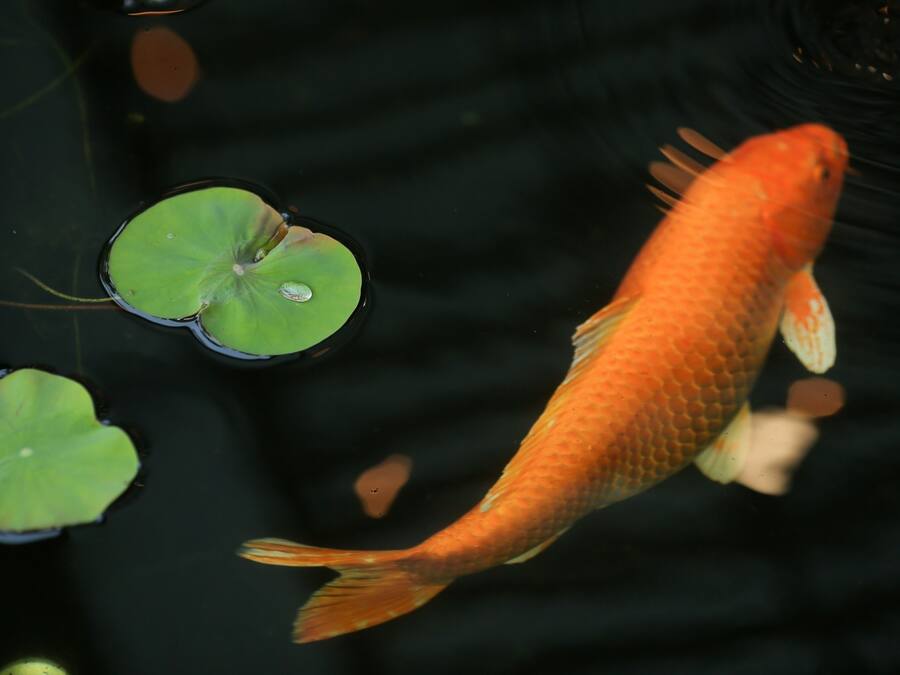 A goldfish swimming near lily pads in a pond.