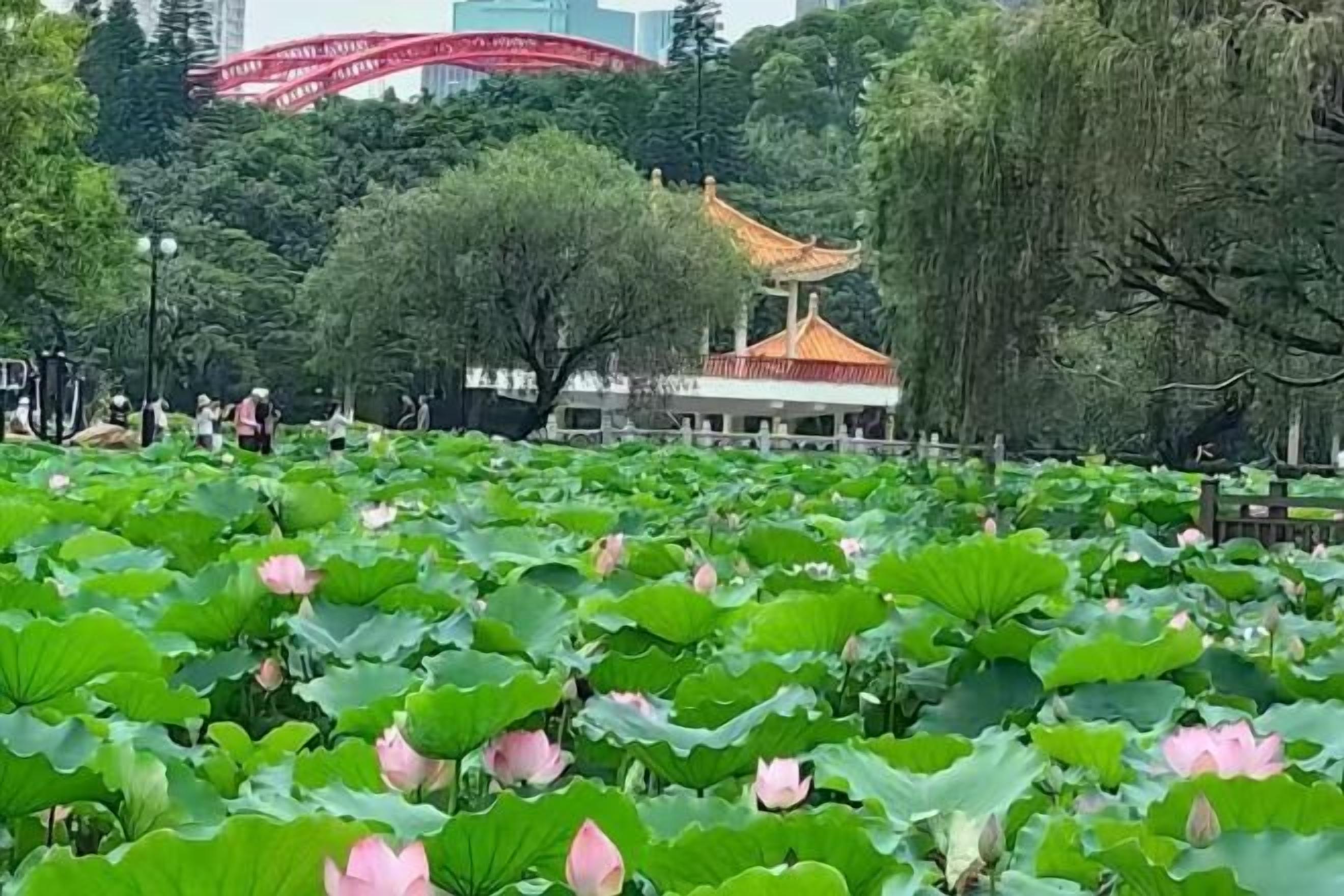 A park with lotus ponds, a traditional building, and a red bridge in the background.