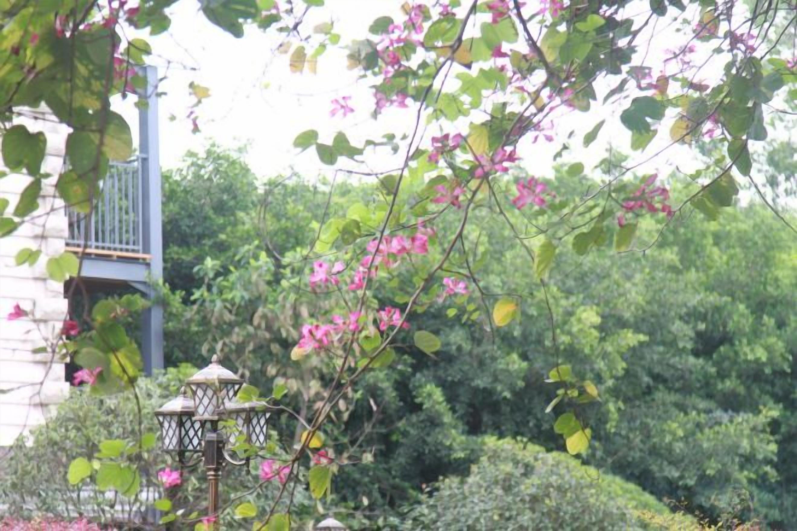 Un jardín con un farol y flores florecientes.