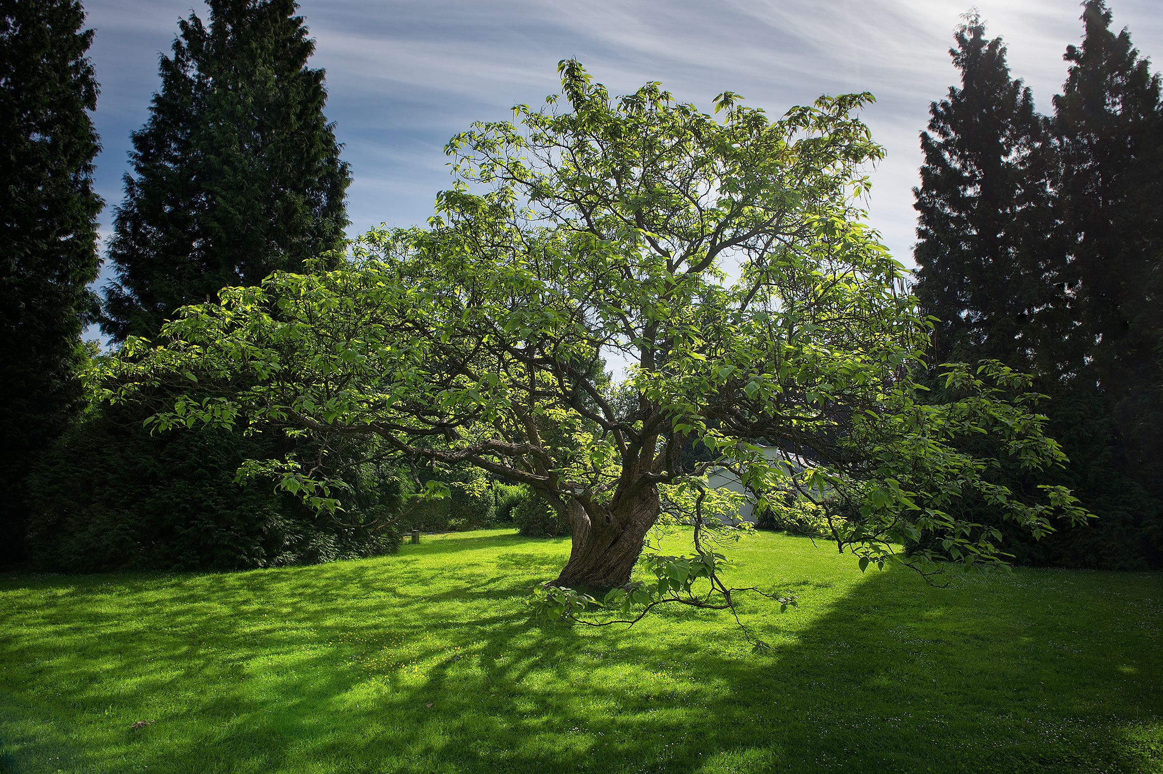 Ein großer Baum in einer grünen Wiese, umgeben von dichtem Grün.