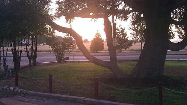 A park with a grassy area, trees, and a road in the background.