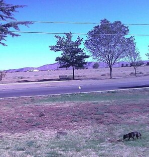A rural landscape with a road, trees, and a dog.