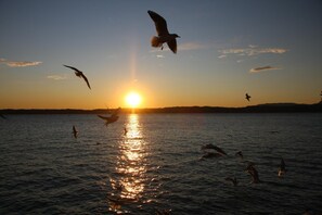 Un coucher de soleil sur une étendue d’eau, avec des oiseaux qui volent.