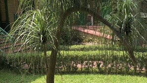 Un césped cuidado con una palmera y un edificio de ladrillo al fondo.
