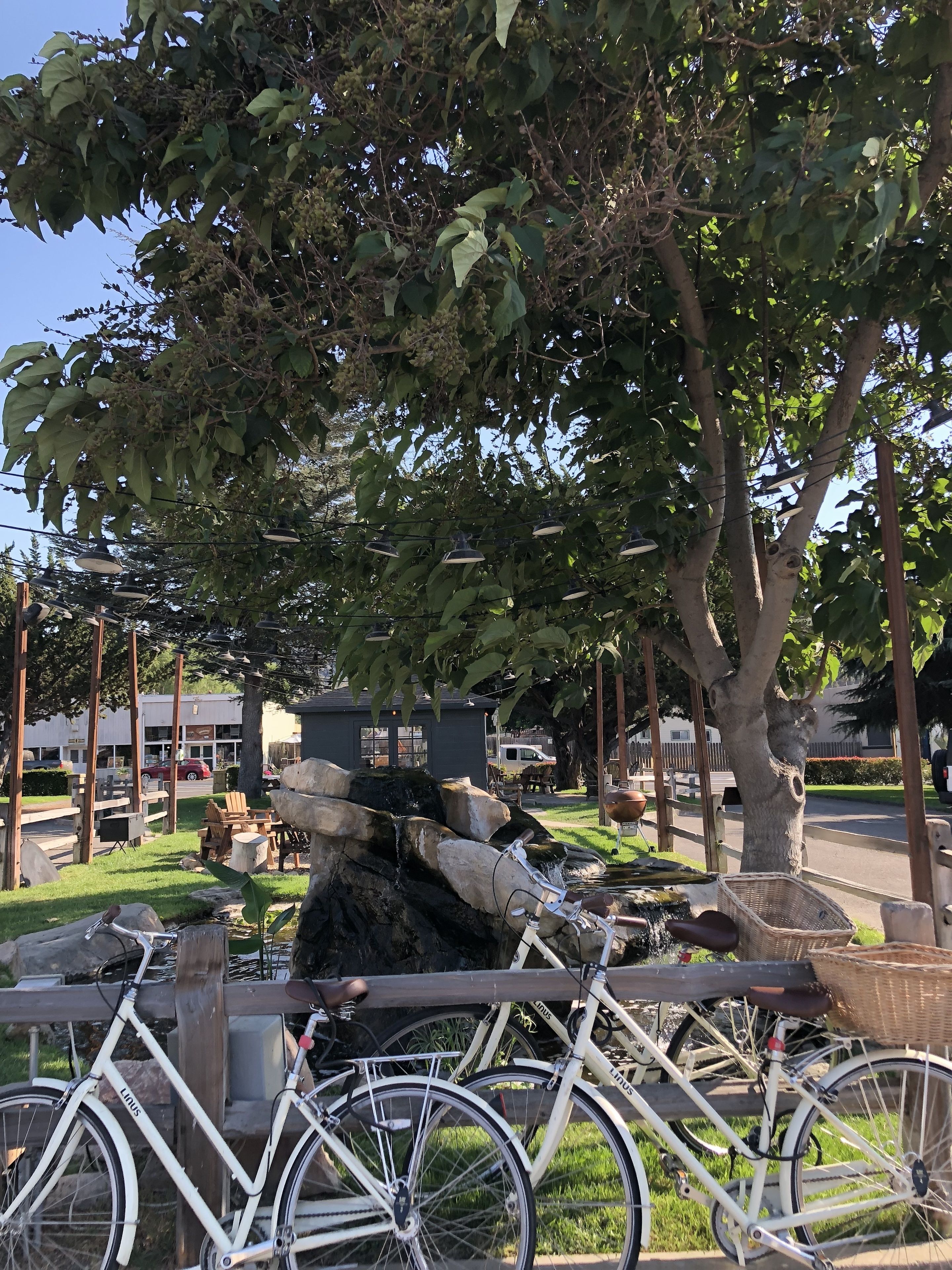 A bicycle parked under a tree, a picnic table, and a stone wall.