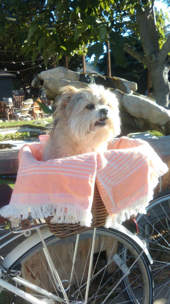 Un perro pequeño sentado en una cesta de mimbre unida a una rueda de bicicleta, con un árbol y muebles de exterior al fondo.