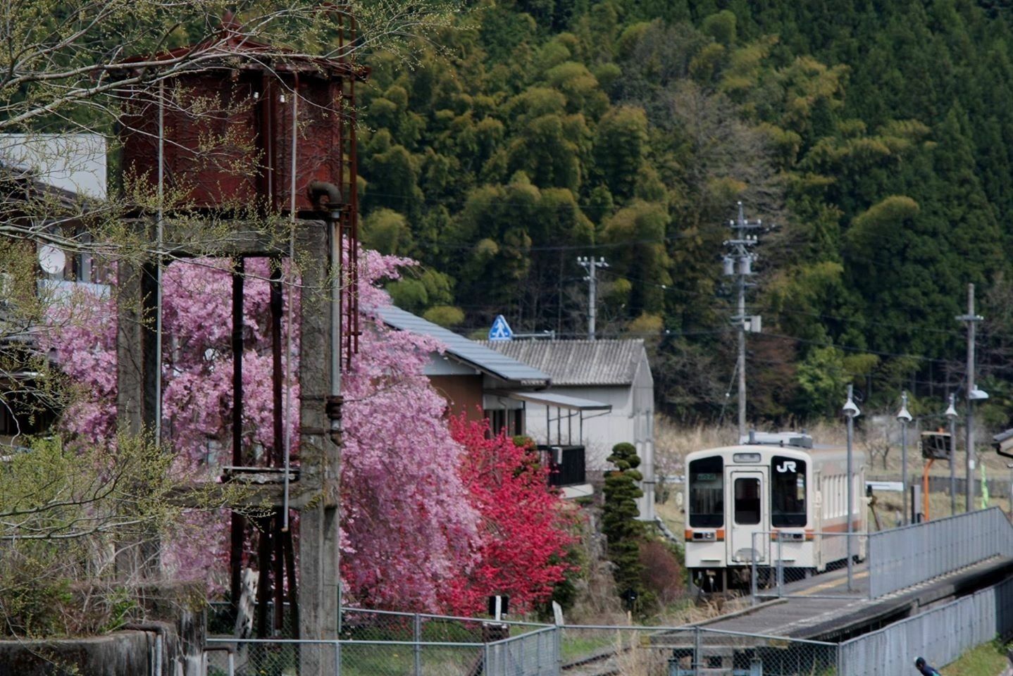 A train station with a platform, a building with a traditional roof, and cherry blossoms in the foreground.