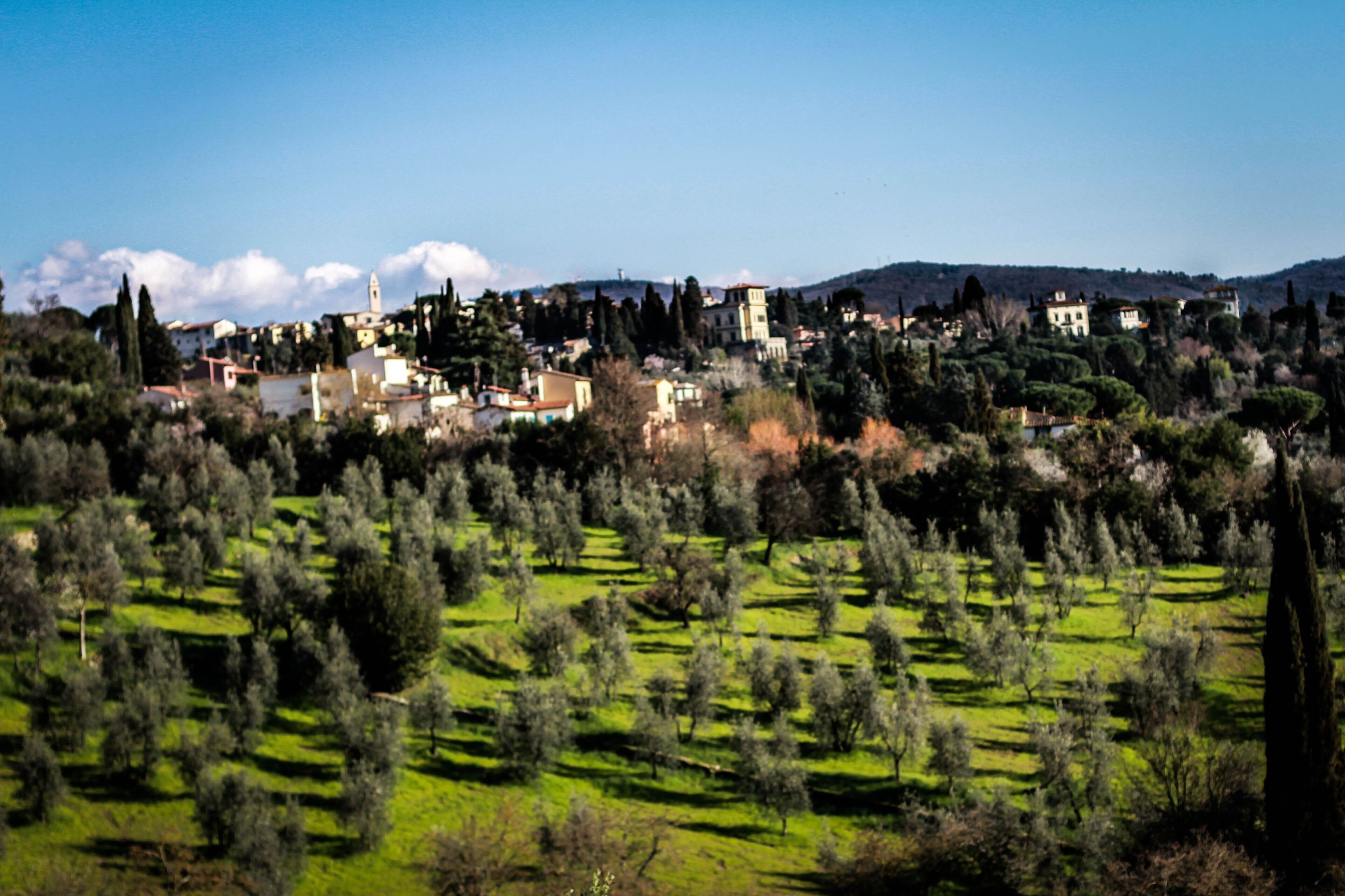 A rural landscape with olive groves, scattered buildings, and a prominent church tower.