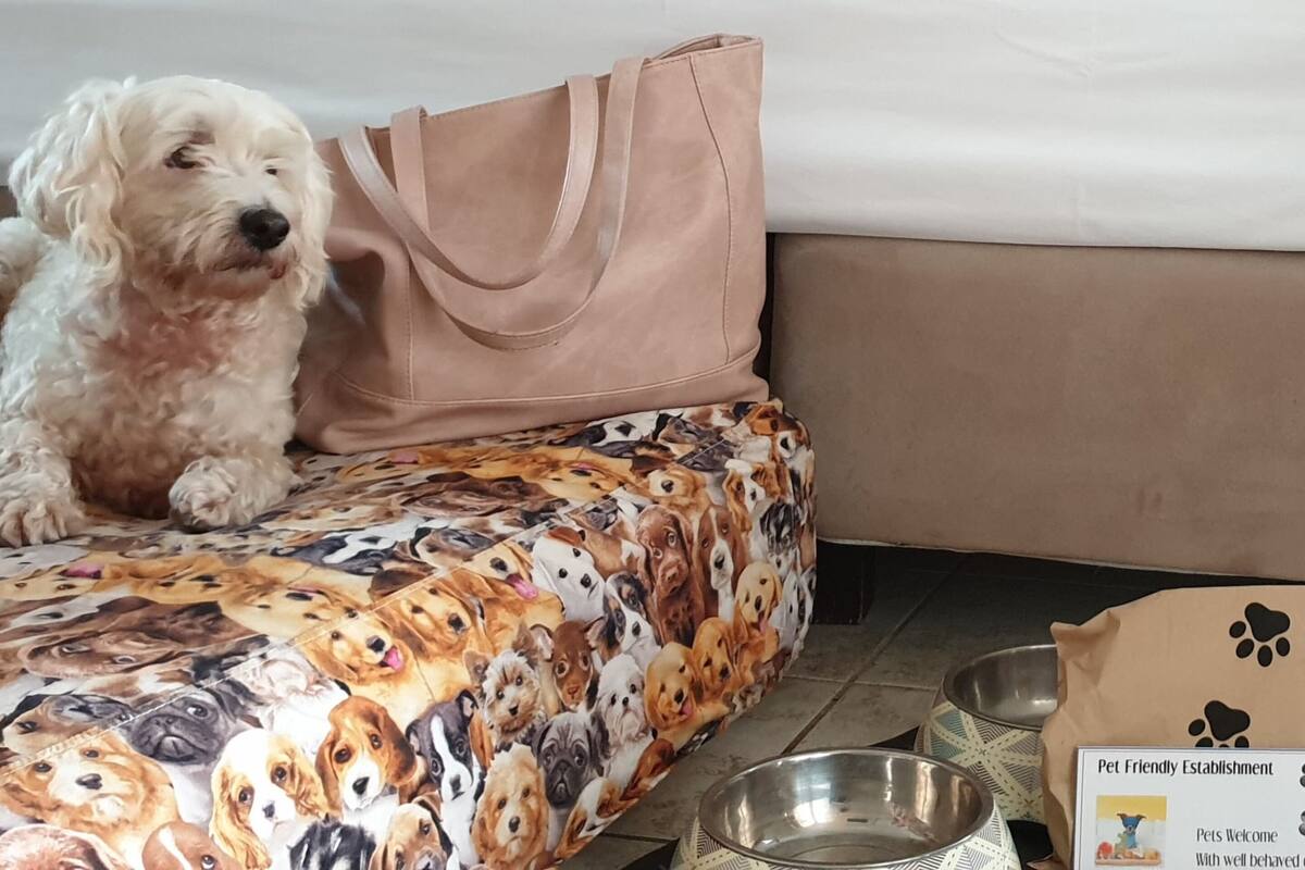 Phòng Tiêu chuẩn (Queen Pet Friendly) | Bàn, khu vực làm việc phù hợp cho laptop, màn/rèm cản sáng 