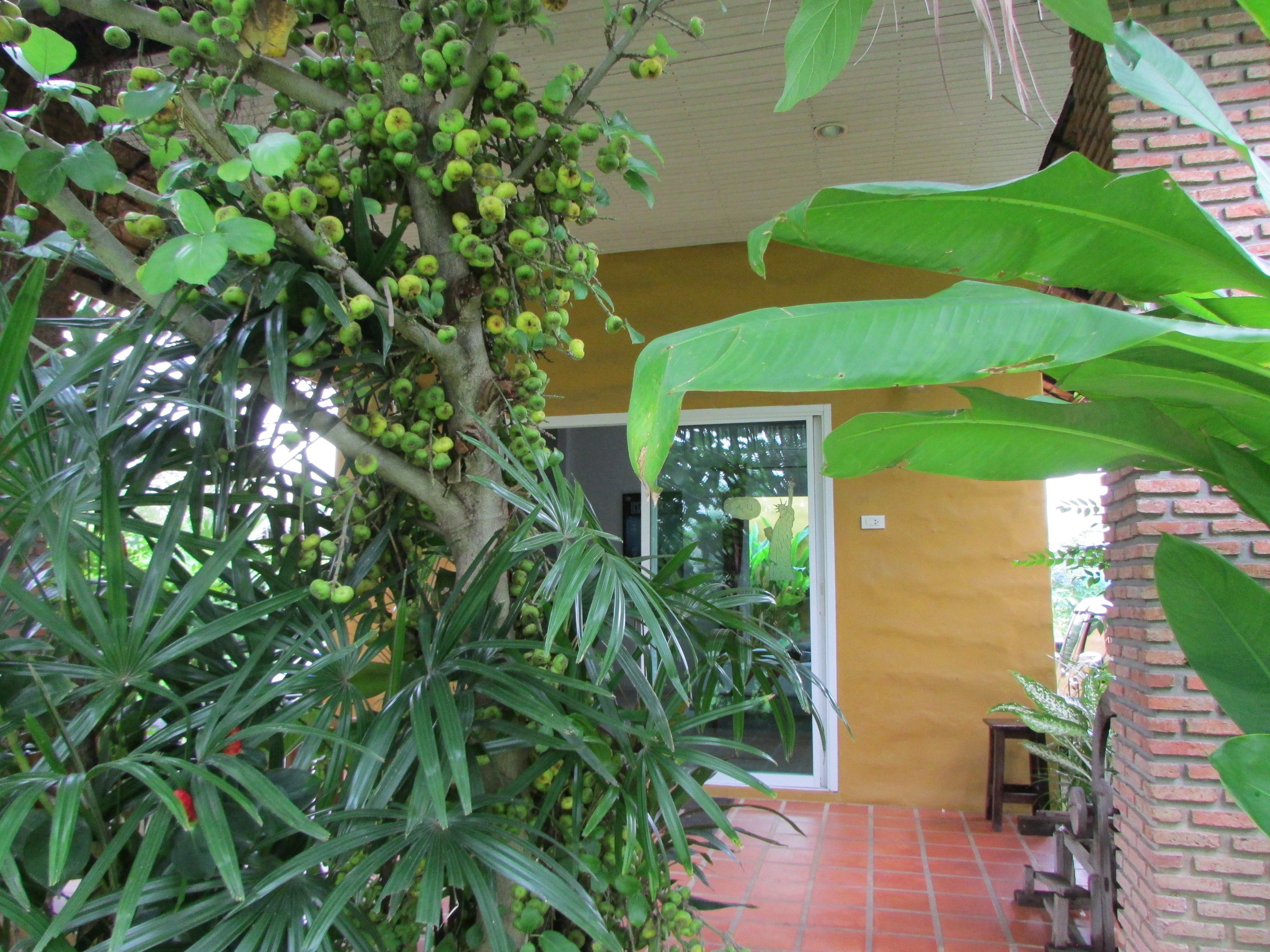 Un espace extérieur abrité, avec un arbre portant des fruits verts, un mur de briques et une porte donnant sur une pièce.