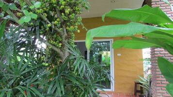 Un espace extérieur abrité, avec un arbre portant des fruits verts, un mur de briques et une porte donnant sur une pièce.