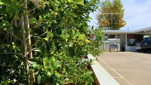 A planter box with green foliage and a tree trunk. - Baths Motel (Moree)