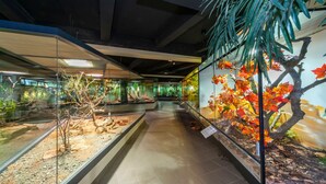 A museum exhibit with glass enclosures displaying various natural scenes, including a tree with autumn leaves and a rocky terrain.