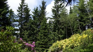 A pathway through a forested area with dense trees and flowering shrubs.