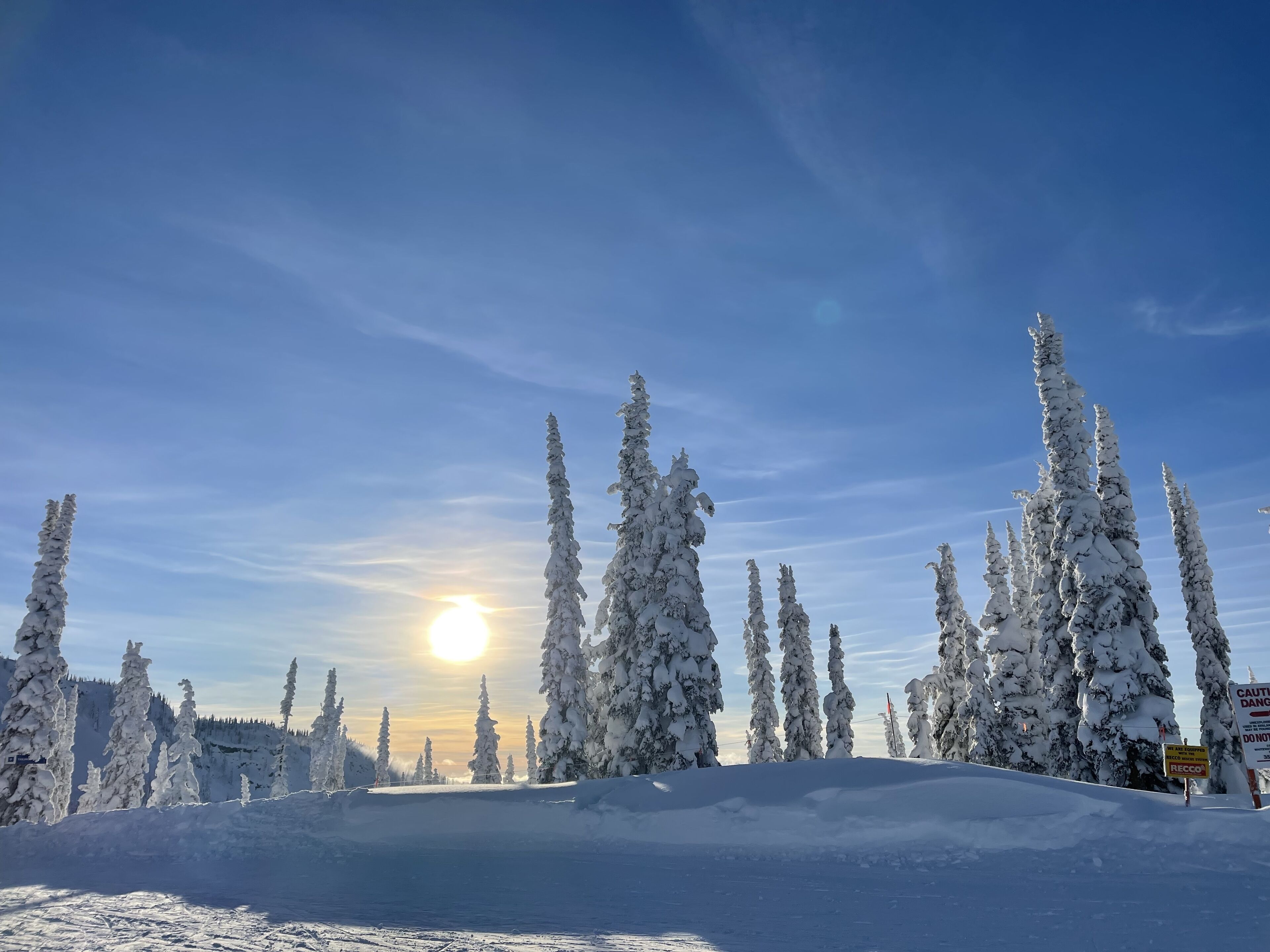Paesaggio innevato con alti alberi sempreverdi e cielo sereno.