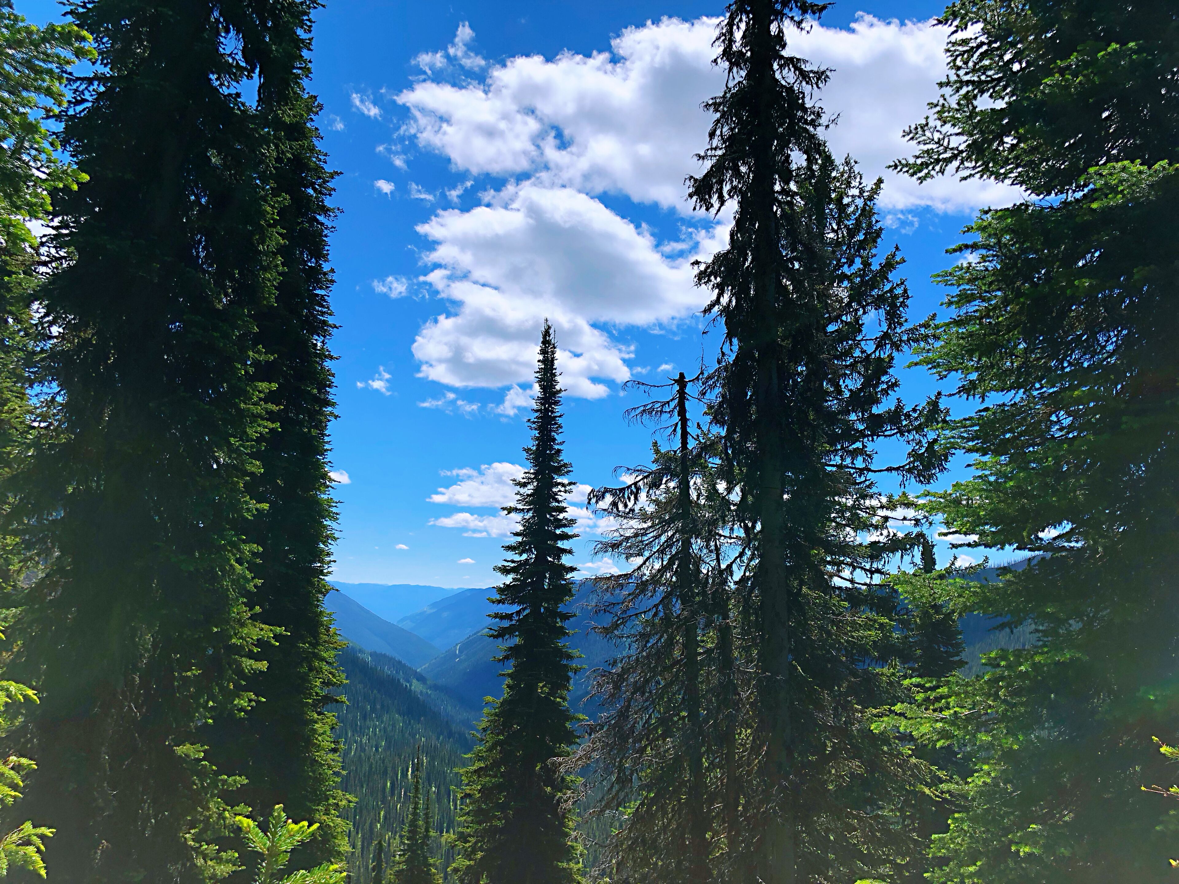 Eine bewaldete Berglandschaft mit hoch aufragenden Nadelbäumen und blauem Himmel.