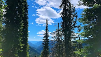 A forested mountain landscape with tall evergreen trees and a clear blue sky.
