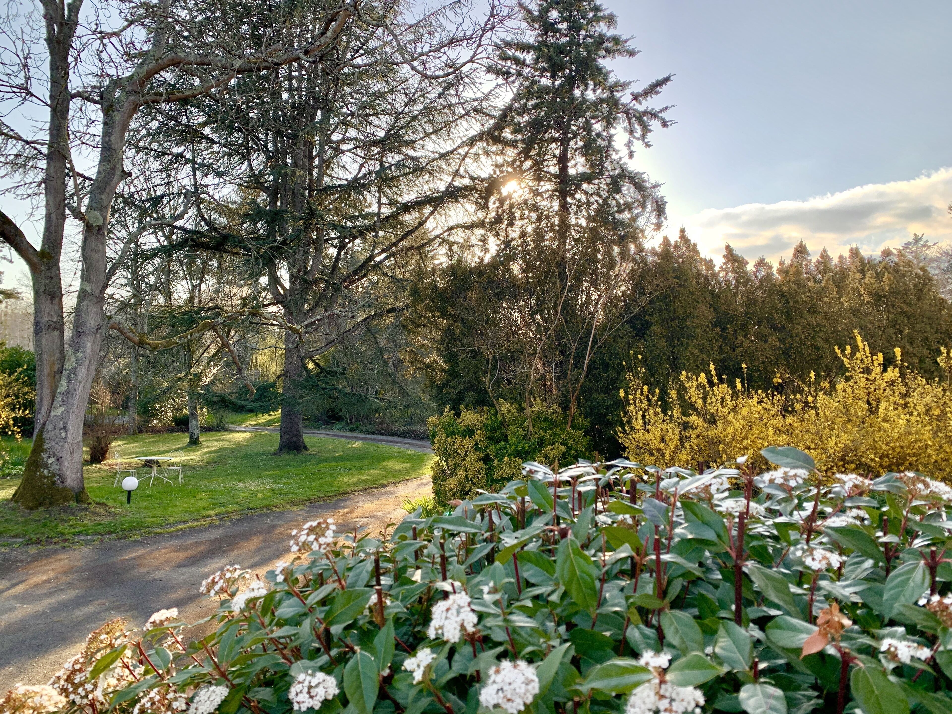 A park with a paved path, trees, and flowering plants.